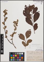 Foto von Salix caprea L. x Salix silesiaca Willd.